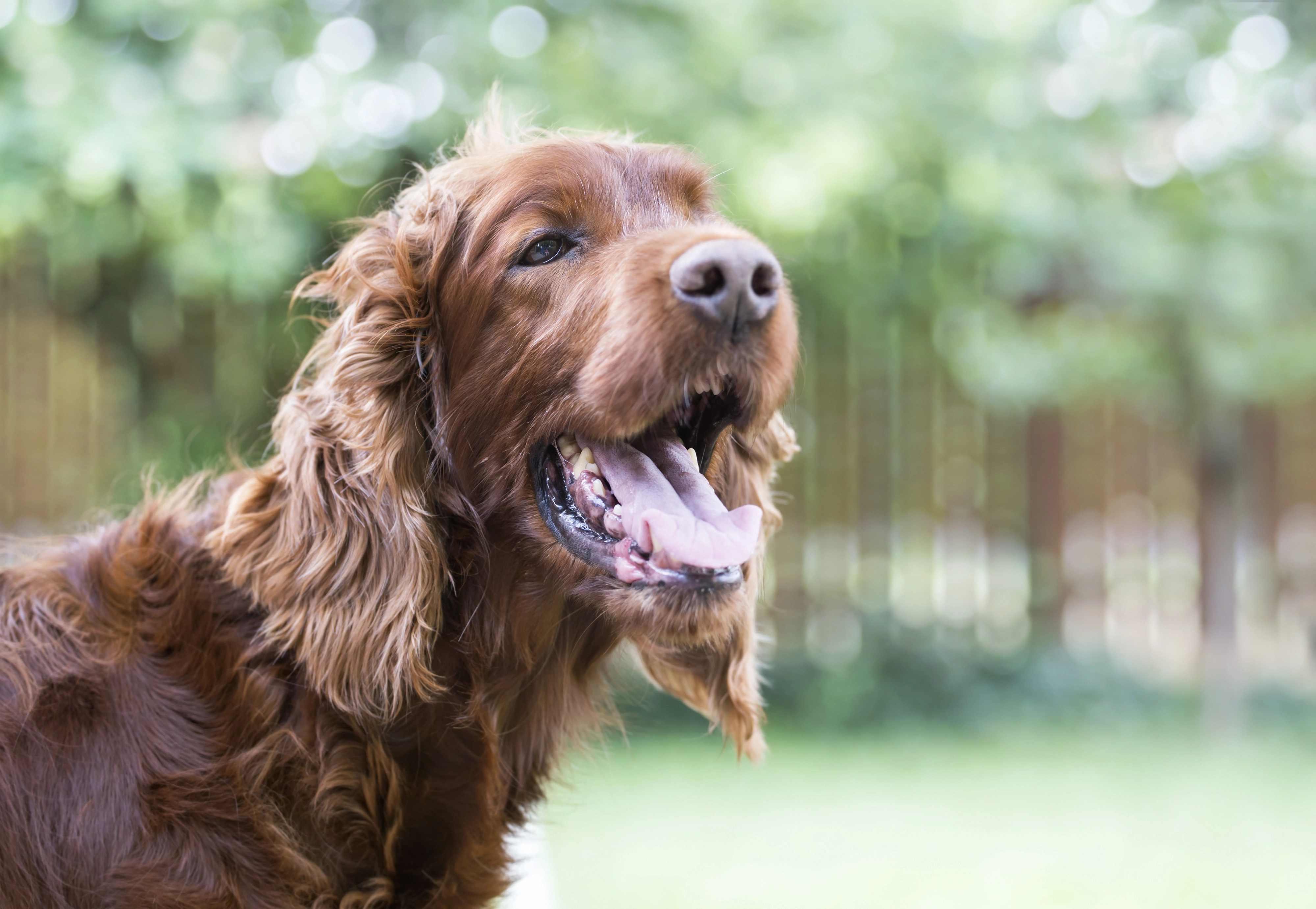 Hundeis og alternativer på Hunique.dk