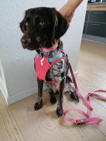 Ruffwear sele på Hunique.dk