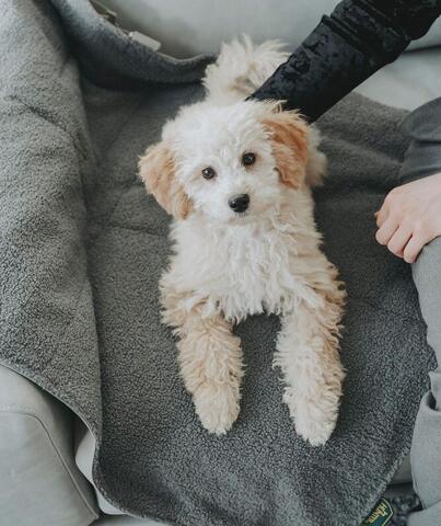 H.Rejsetæppe Seoul på hunique.dk