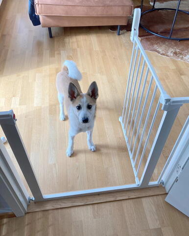 DOGSPACE LASSIE PRESSURE FITTED PET GATE, WHITE på hunique.dk