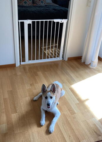 DOGSPACE LASSIE PRESSURE FITTED PET GATE, WHITE på hunique.dk