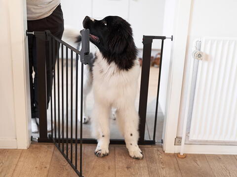 DOGSPACE LASSIE PRESSURE FITTED PET GATE, BLACK på hunique.dk