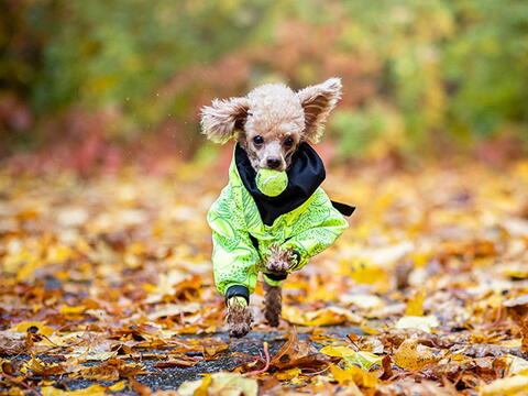 PAIKKA RAIN SUIT, NEON på hunique.dk
