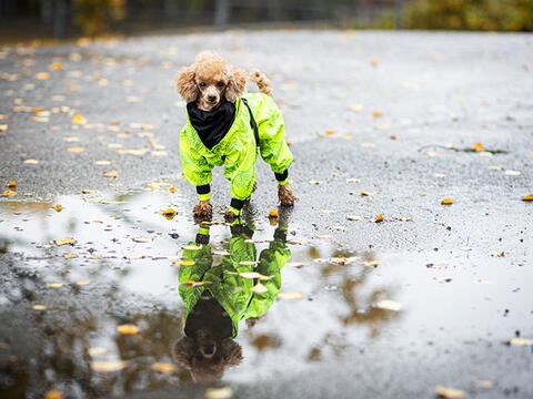 PAIKKA RAIN SUIT, NEON på hunique.dk