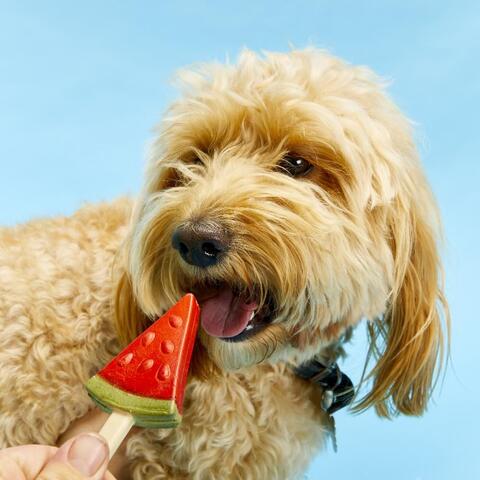 Pup Ice Frugt is, Vandmelon 3stk på hunique.dk