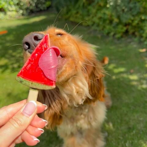 Pup Ice Frugt is, Vandmelon 3stk på hunique.dk