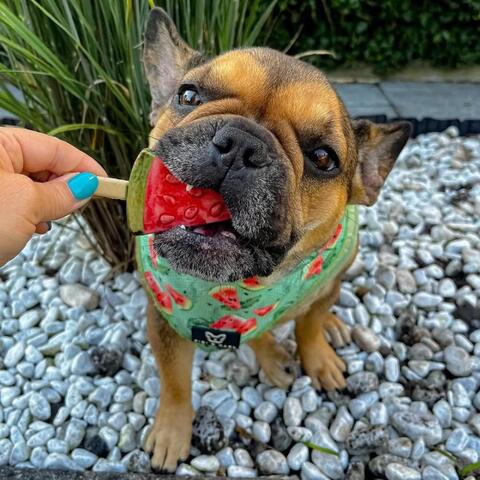 Pup Ice Frugt is, Vandmelon 3stk på hunique.dk