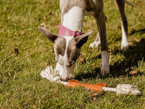 SWAGGIN TAILS DOG BONE HUNDELEGETØJ på hunique.dk