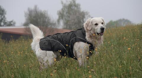 DogBite Regn-/helårsjakker på hunique.dk