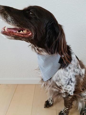 Black Stripes Bandana på hunique.dk