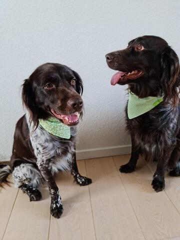 Green Stripes Bandana på hunique.dk