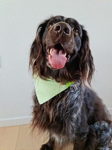 Green Stripes Bandana på hunique.dk