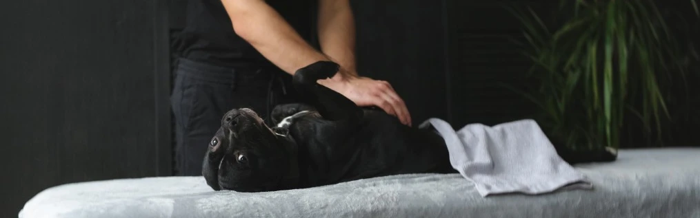 Køb wellness produkter til din hund på hunique.dk